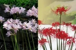 꽃무릇과 상사화 차이 요약 정리를 한눈에_5