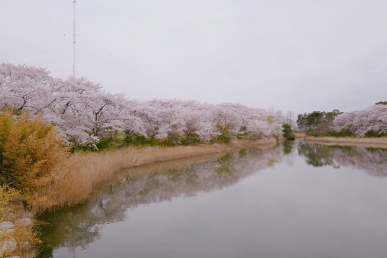2025년 봄나들이 추천! 전국 가볼 만한 명소 Best 8