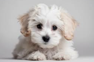 말티푸 / 출처:어도비스톡