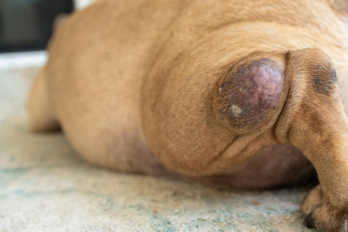 종양이-생긴-강아지무릎