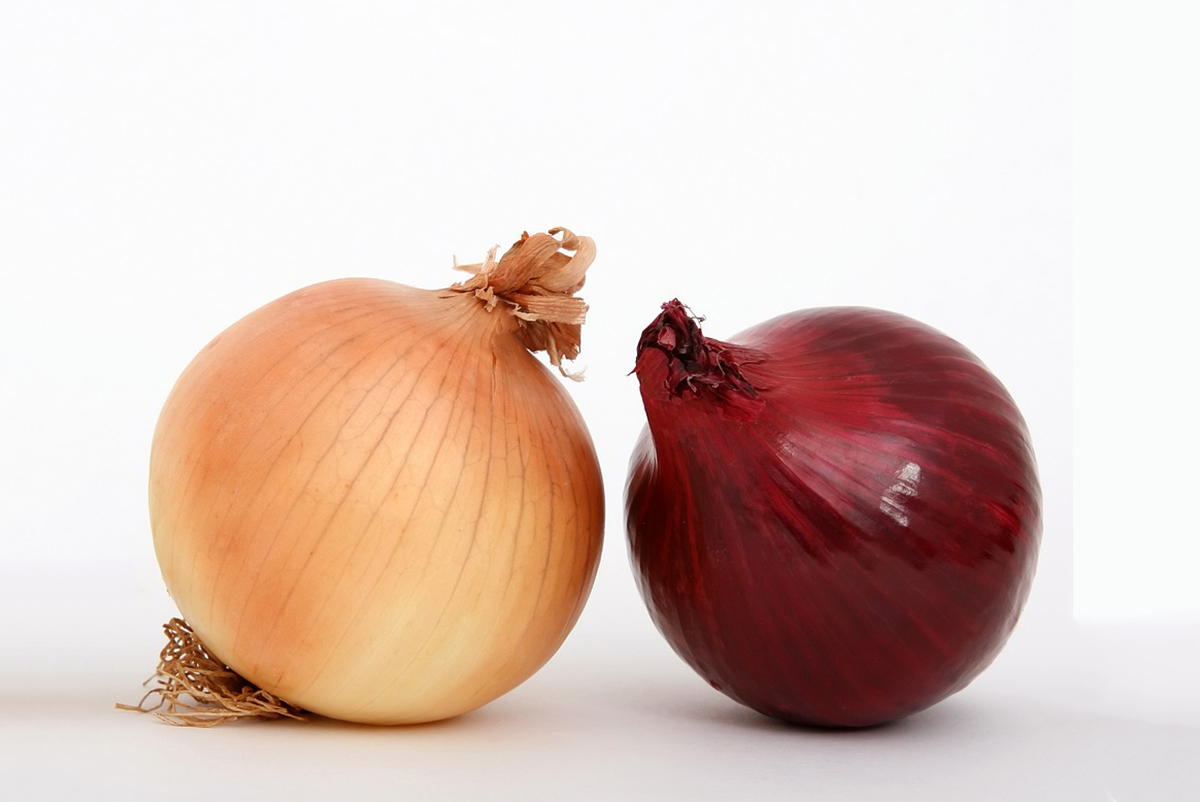 황색양파와-적색양파