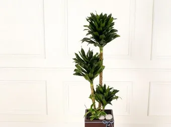 실내식물 물 주는 시간대 아침저녁차이 과습예방 통풍맞춰 관리_33