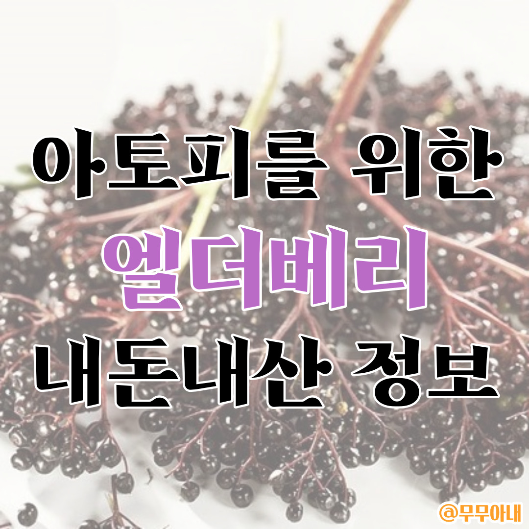 엘더베리-아토피-내돈내산-면역력