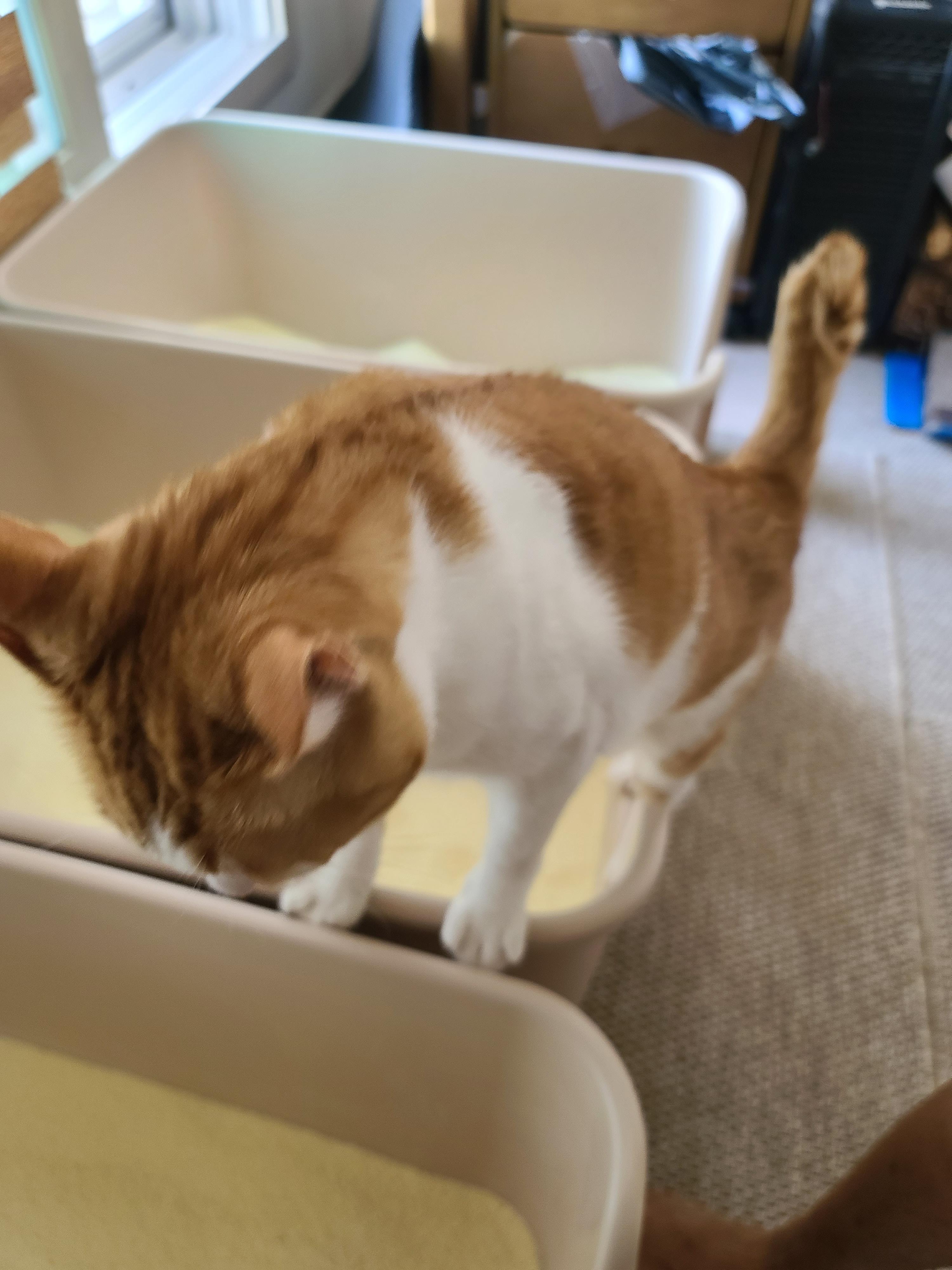 막둥이 치즈고양이 삐용이