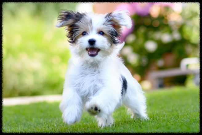 강아지 표정 관리: 반려견의 감정을 이해하고 도와주는 방법