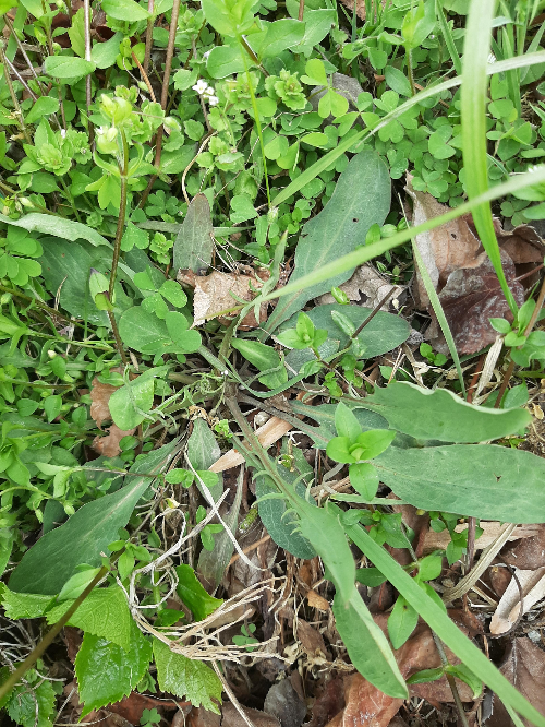 다양한 봄철 풀잎 사이로 자라는 어린 씀바귀의 모습