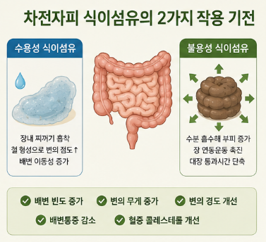 차전자피환-효능-먹는법-후기-식이섬유-추천-가루-분말-차이점