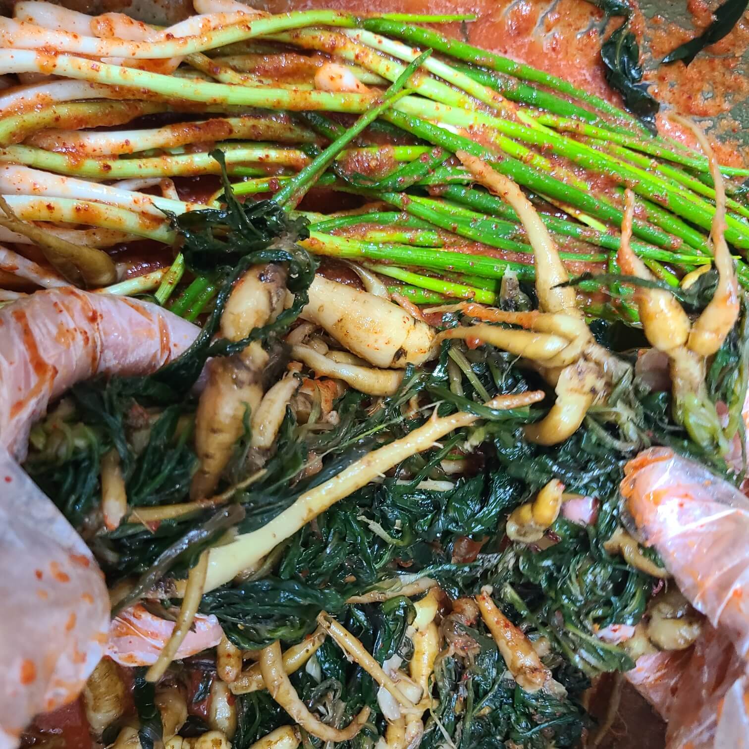 #고들빼기 포토 #고들빼기 무침 #고들빼기효능 #씀바귀 고들빼기 #고들빼기 사진 #고들빼기씨앗 #고들빼기파종시기 #고들빼기꽃 #고들빼기종류 #야생 고들빼기 #고들빼기심는시기 #고들빼기나물 #고들빼기 민들레 #고들빼기 재배 #고들빼기 뿌리 #고들빼기철 #고들빼기 김치 #고들빼기 씀바귀 #고들빼기김치 만드는 법 #고들빼기김치 담는법 #고들빼기 파종시기 #고들빼기 효능 #고들빼기김치 맛나게 담는법 #고들빼기 꽃 #고들빼기 쓴맛 없애는 방법 #고들빼기 종류 #고들빼기 수확시기 #고들빼기와 씀바귀의 비교 #고들빼기 씨앗 #고들빼기 모종 #고들빼기김치 #고들빼기무침