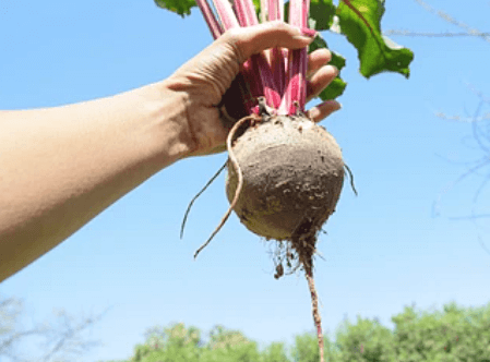 비트-뿌리를-잡고-있는-모습