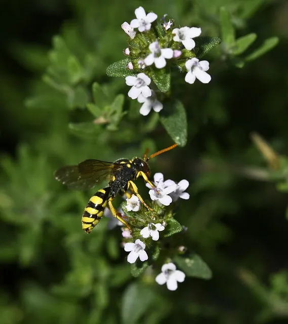 곤충 종류와 특징 생김새 습성 먹이 요약 정리_6