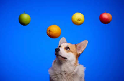 사과와 강아지 사진/출처:어도비스톡