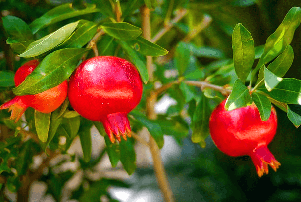 초록색 나무에 빨간 석류 3개가 열려있다. 둥글고 꼭지가 튀어나왔다.
