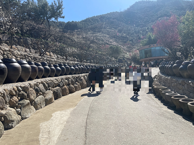 24년 광양 매화 축제 일정 요금 주차