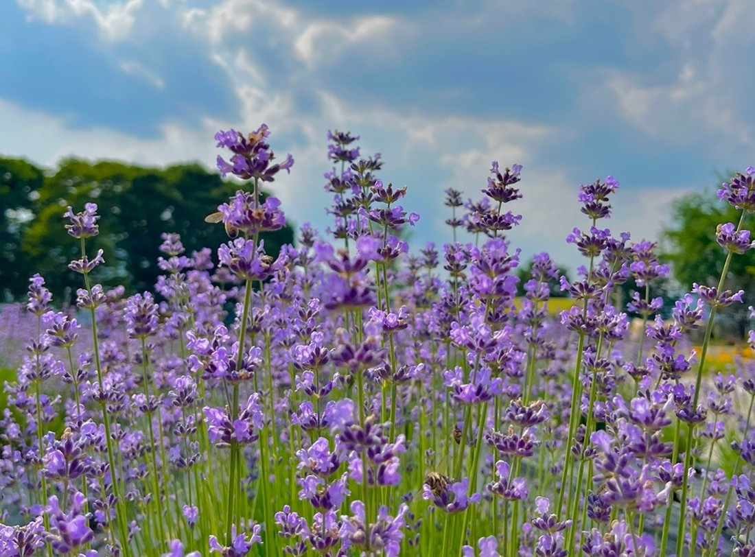 라벤더
거창허브빌리지