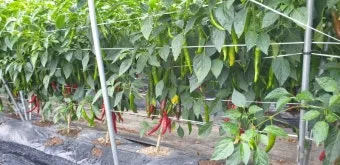 고추 수확시기, 기계, 방법, 고추 말리는 방법, 온도, 집에서 고추 말리기_34