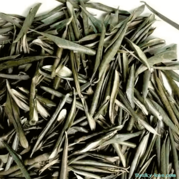 항산화 기능이 풍부한 올리브 잎