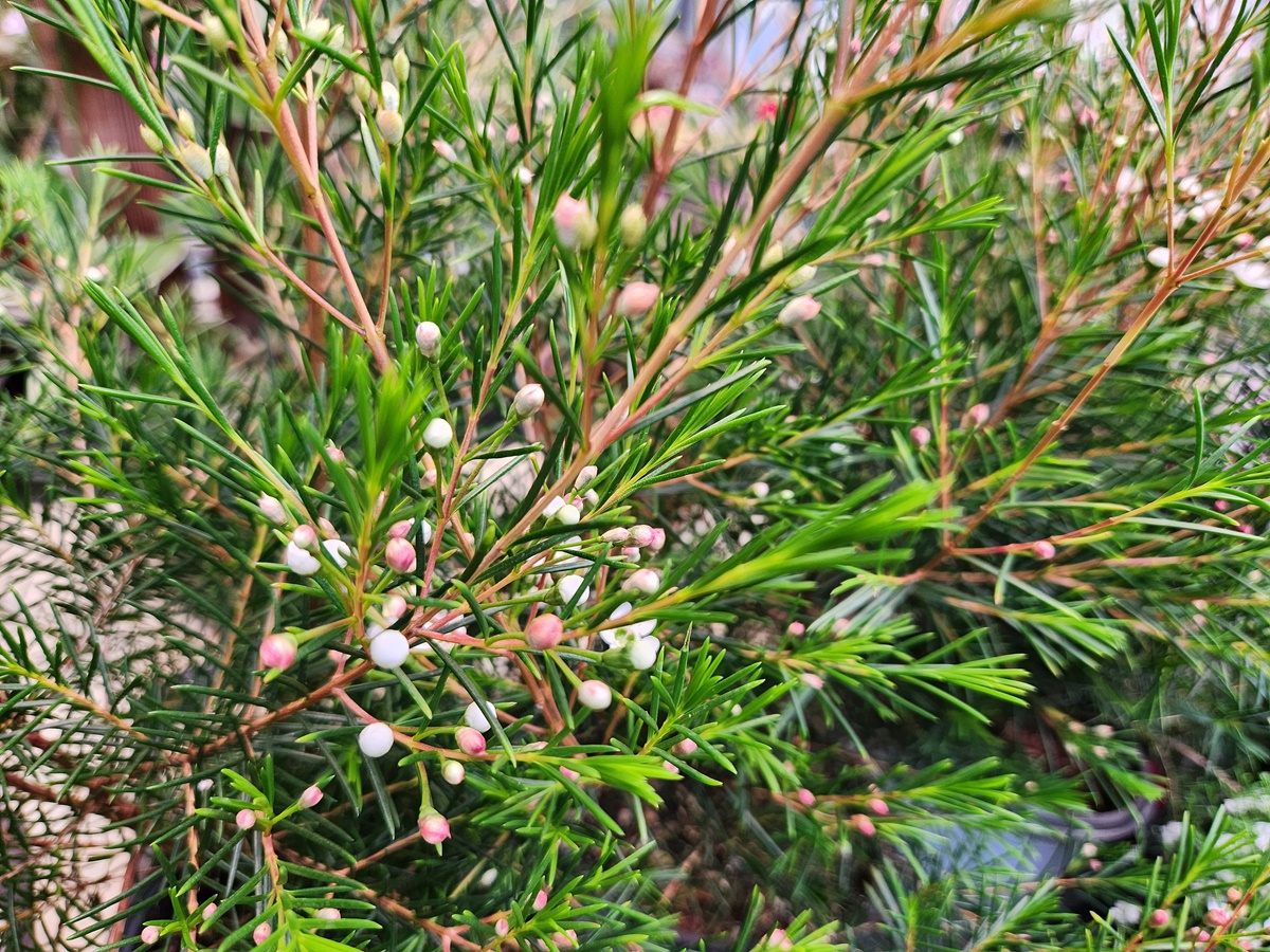 왁스플라워(솔매화)