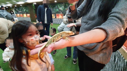 손바닥위도마뱀