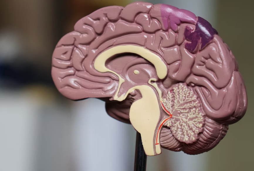 치매전문교육 스마트e-러닝 홈페이지