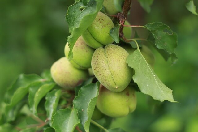 살구 효능