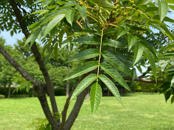 마가목 잎