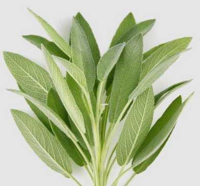 날파리 모기퇴치 식물