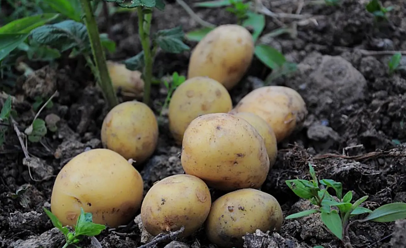 감자 냉동보관법