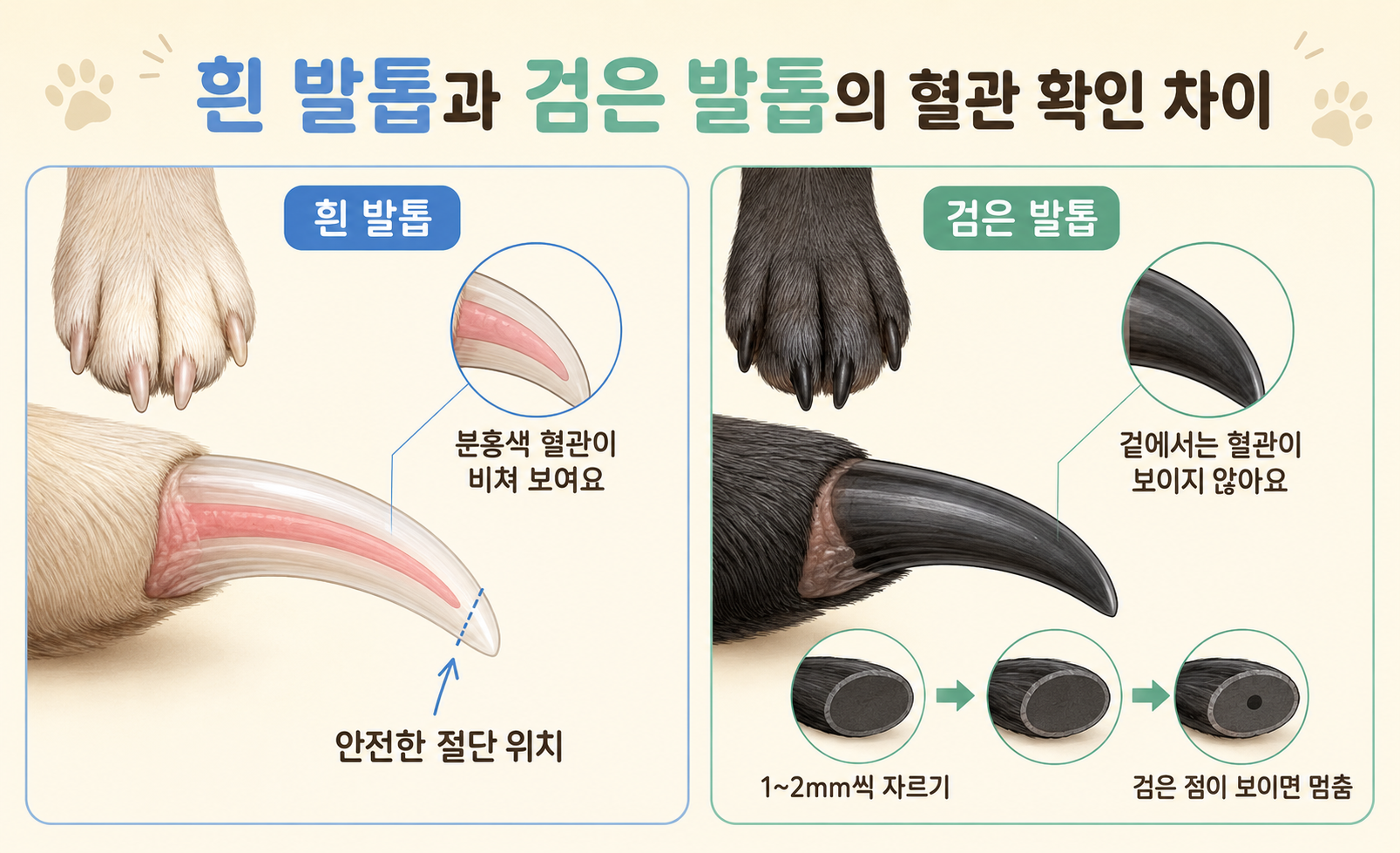 강아지 흰 발톱과 검은 발톱의 혈관 확인 방법과 안전한 절단 위치를 비교한 이미지