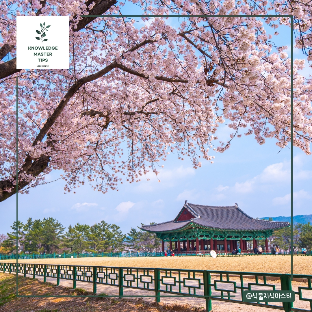 2025년 벚꽃 개화 시기 명소 경주 보문단지