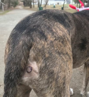 강아지 몸에 혹? 악성종양 구분 세포검사 후기