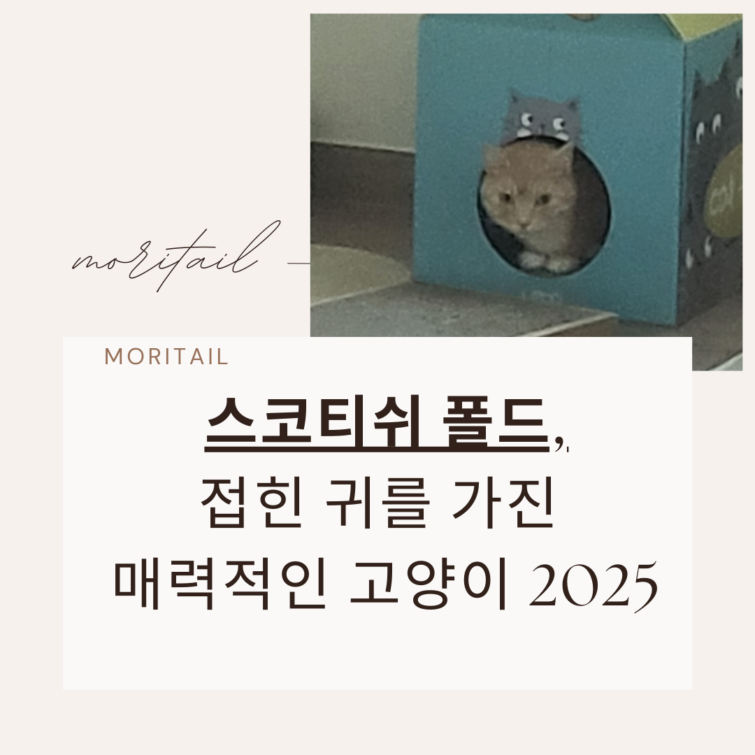스코티쉬 폴드, 접힌 귀를 가진 매력적인 고양이 2025