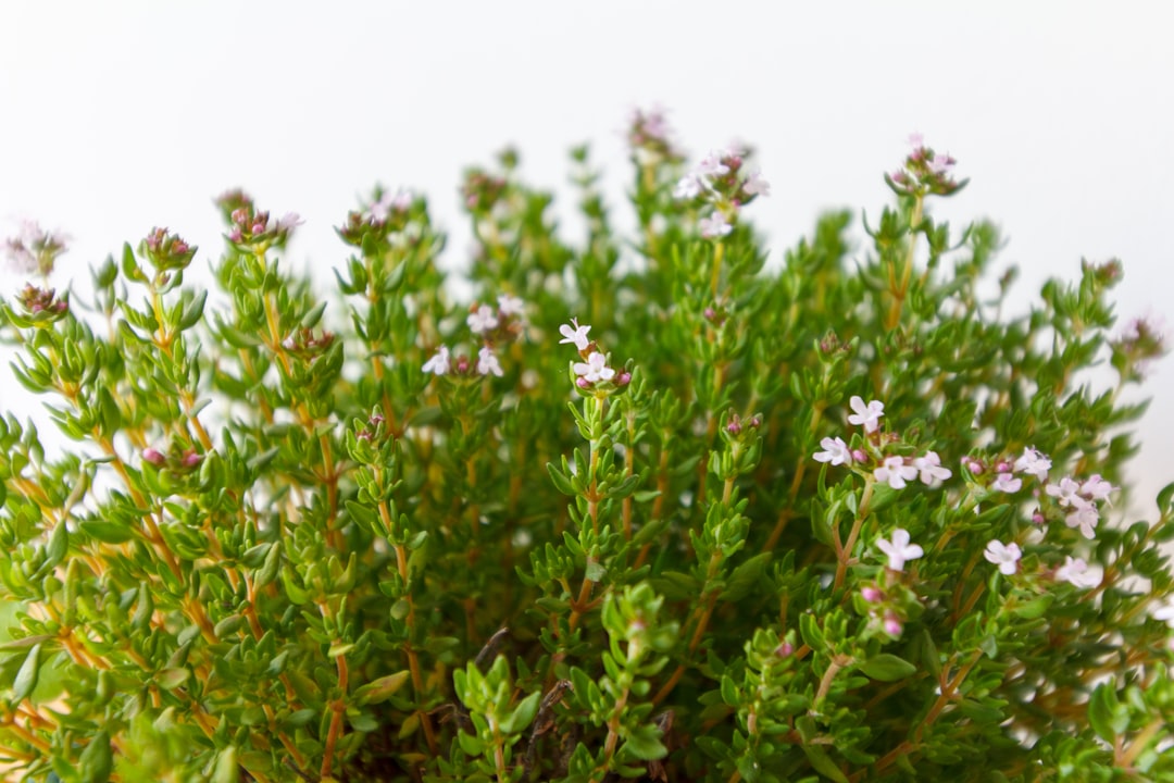Thymus.