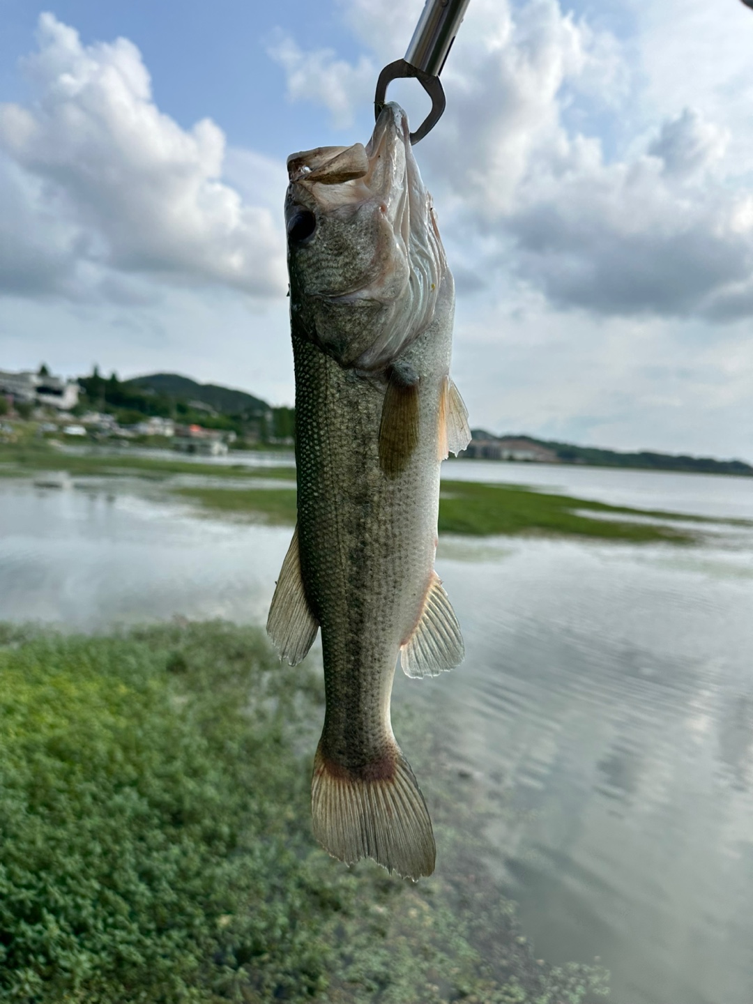배스 사진
