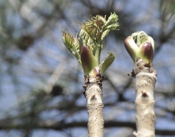 정월 대보름 나물 종류