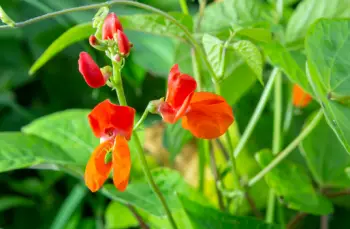 호랑이콩 효능 및 영양성분&amp;#44; 가격