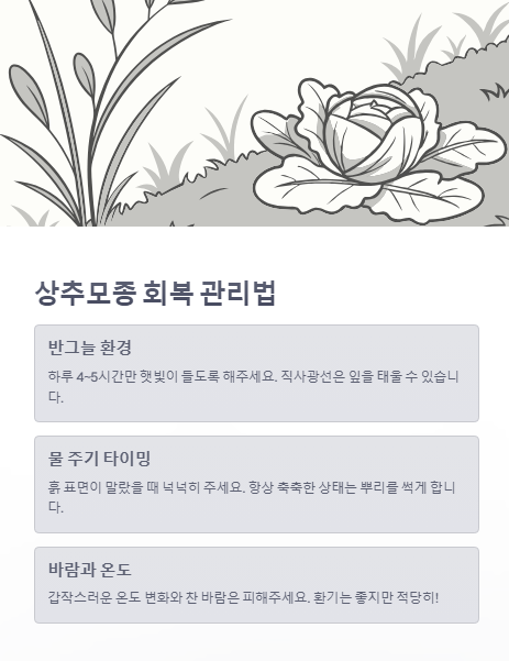 상추 모종 회복 관리법