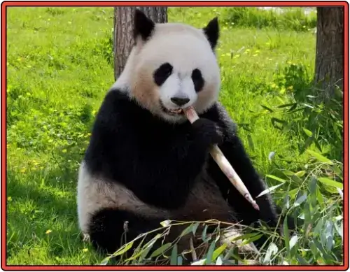 해남열대야생동식물원 판다 단지의 사탕수수 먹는 판다