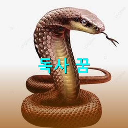 대표적인-독사인-코브라가-자주색-모습을-띠고-머리를-쳐들고있는-모습