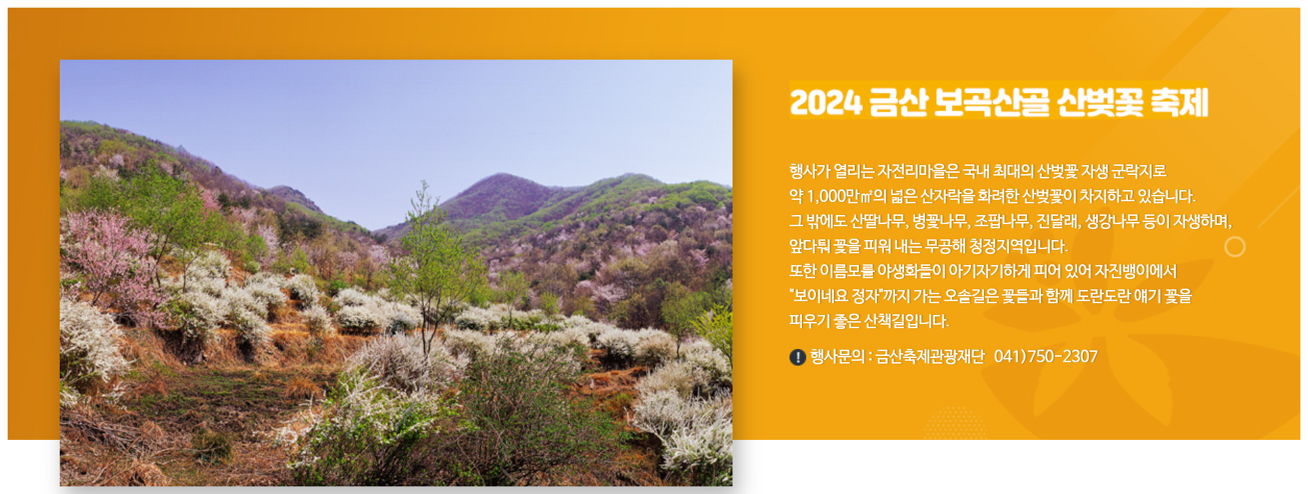 금산벚꽃축제