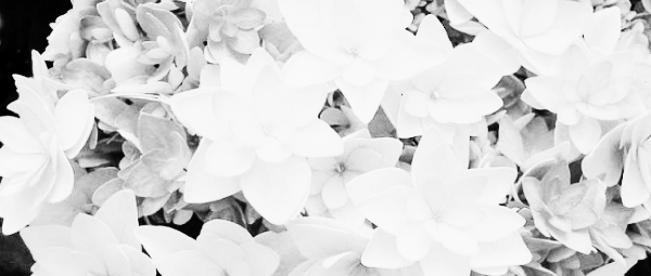 패션 수국 (Passion Hydrangea)