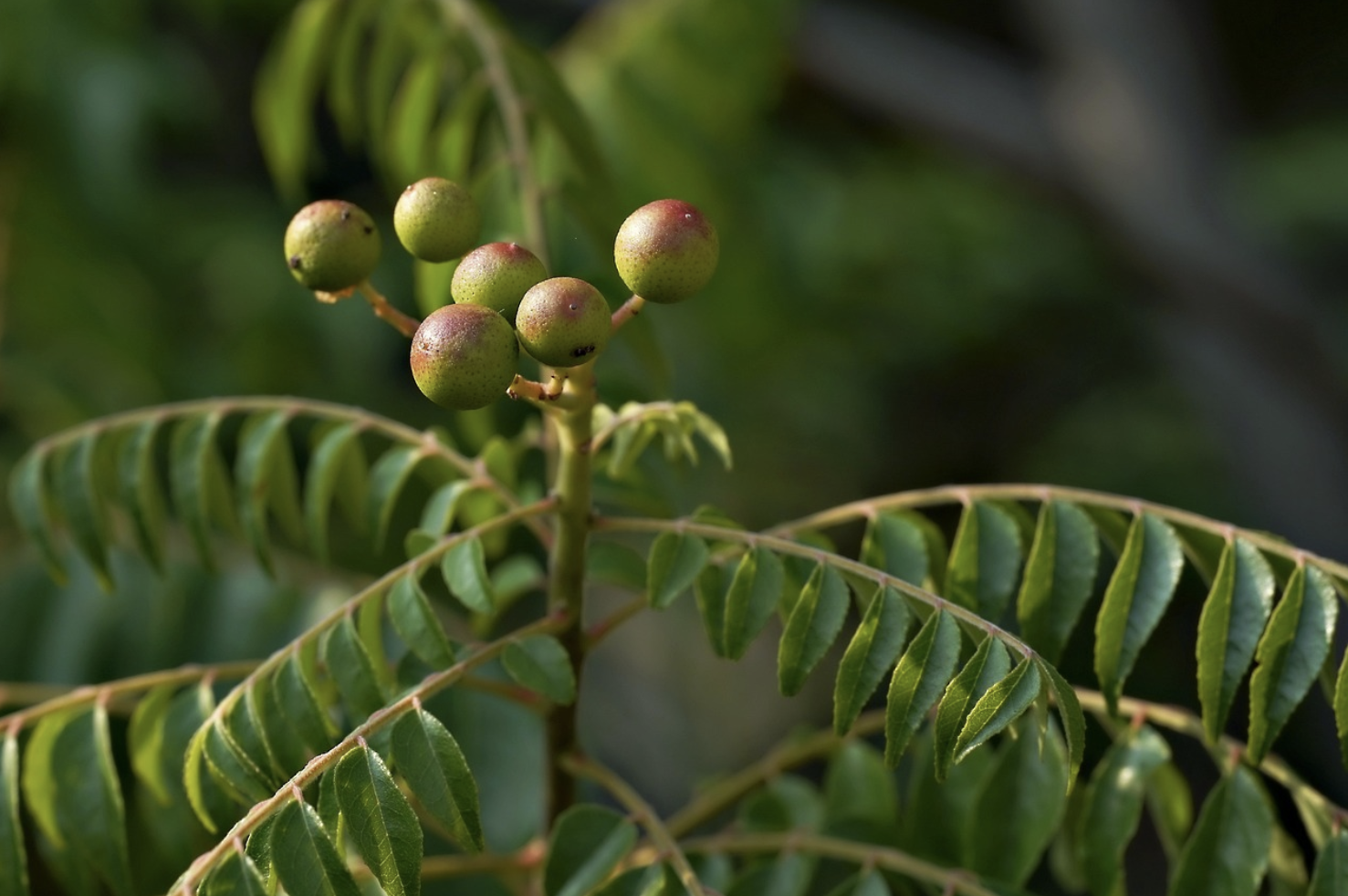 공기정화 식물 관리 꿀팁