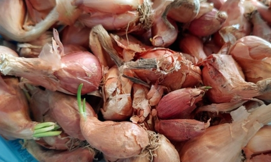 쪽파 언제 심어요? 가을 쪽파 봄 쪽파 심는 시기/종구/심는 방법/수확/보관