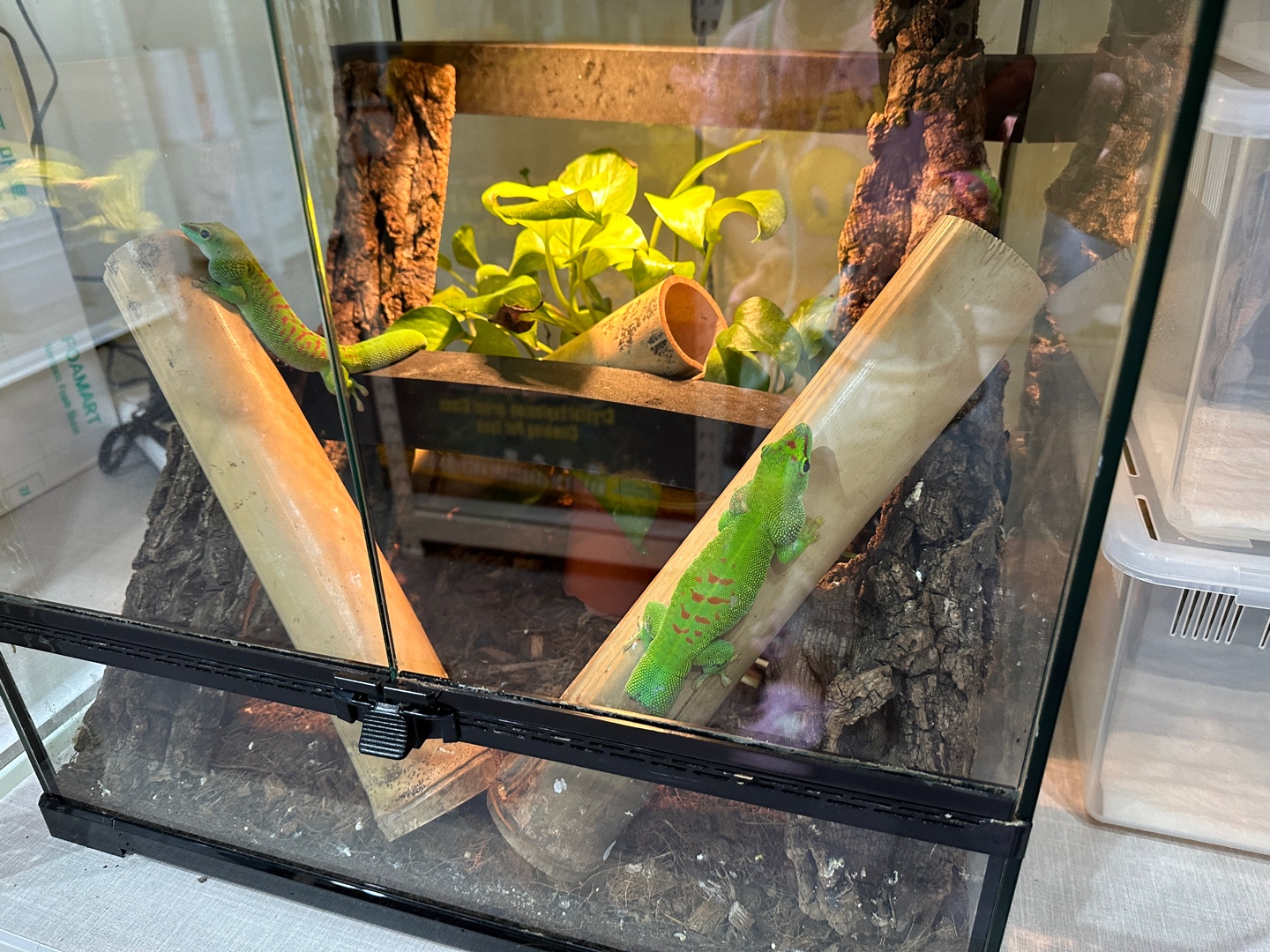 처음보는-색이-너무-신기하고-이쁜-도마뱀