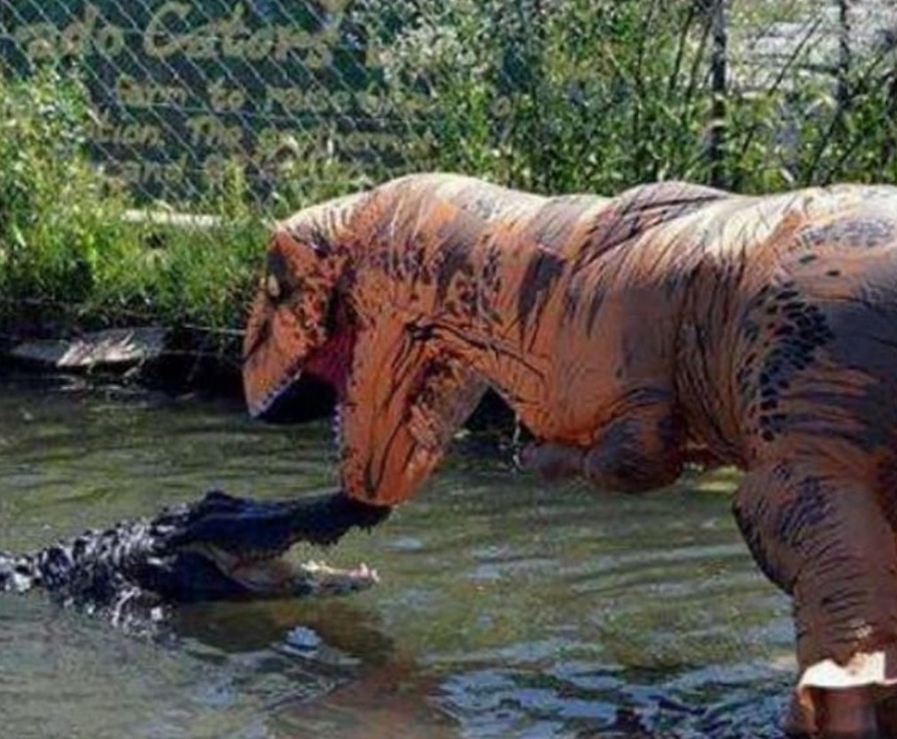 진짜 악어 앞에서 공룡 코스튬 입은 남자의 충격 실험 관련 사진