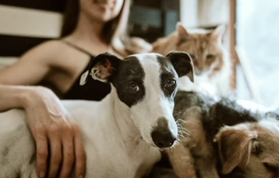 동물보건사에 대하여 알아보기