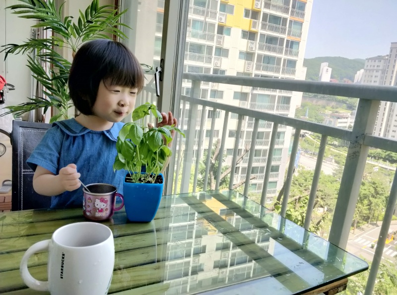쿠앙이가 어릴때 바질 화분