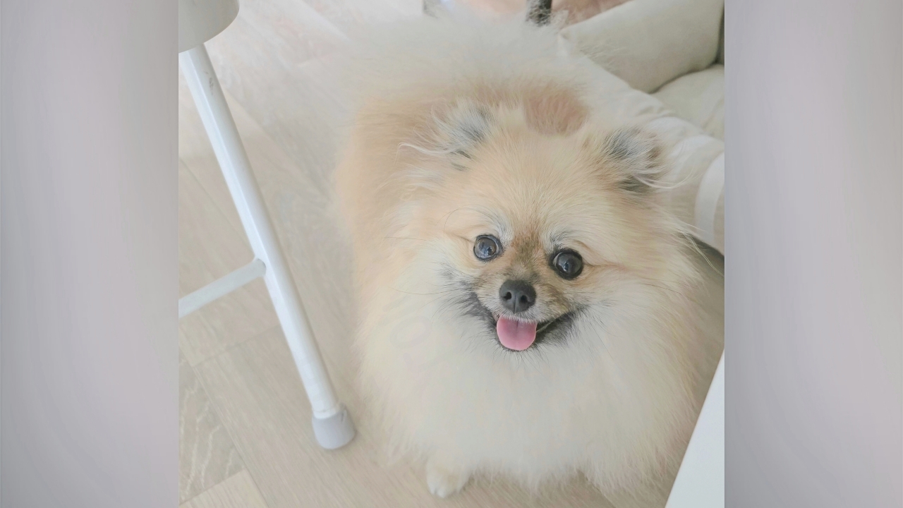 세이블 포메라니안