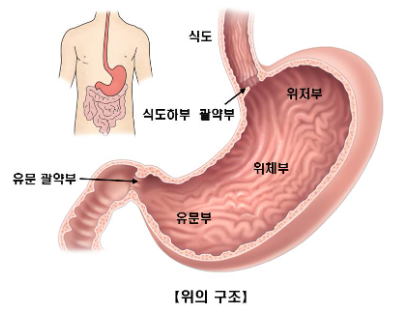 위의구조 이미지