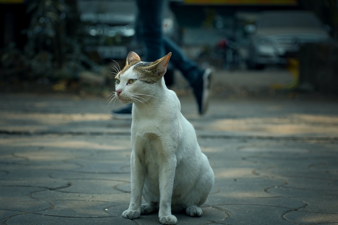 Suwon Cat