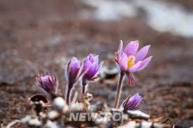 제 18회 동강 할미꽃 축제 기본 일정과 프로그램 소개